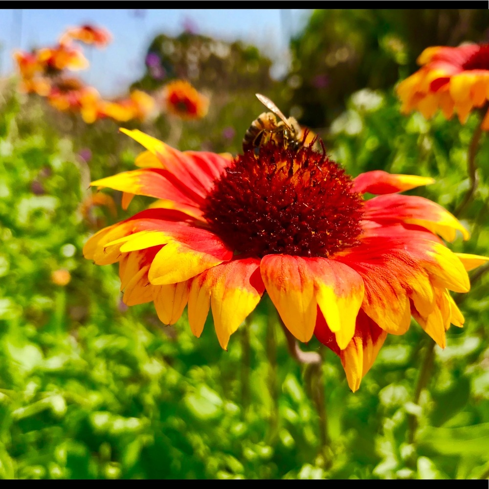 Meet your Posher, Loudymer